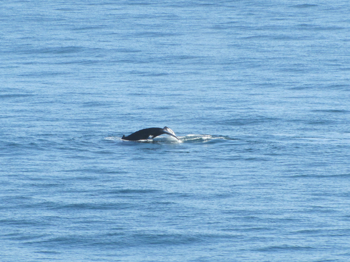 humpback whale in the Strait of Juan de Fuca