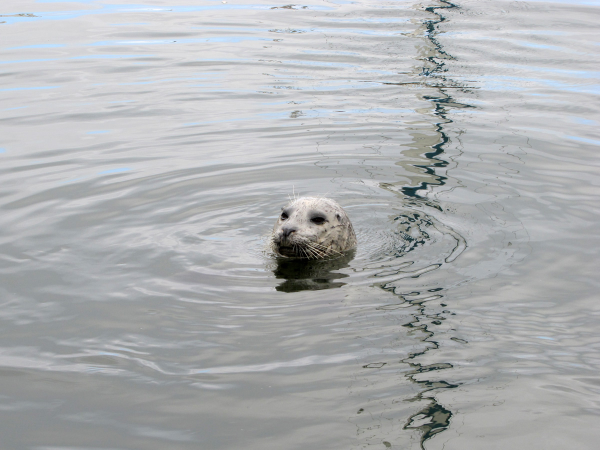 A curious seal in Victoria, B.C.