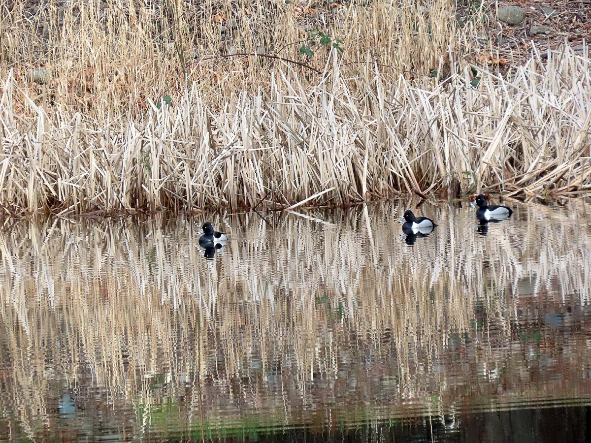 ring-neck-ducks