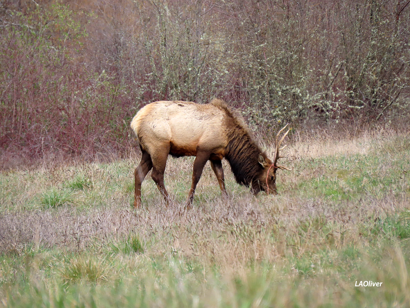 bull elk seen along brown road in sequim