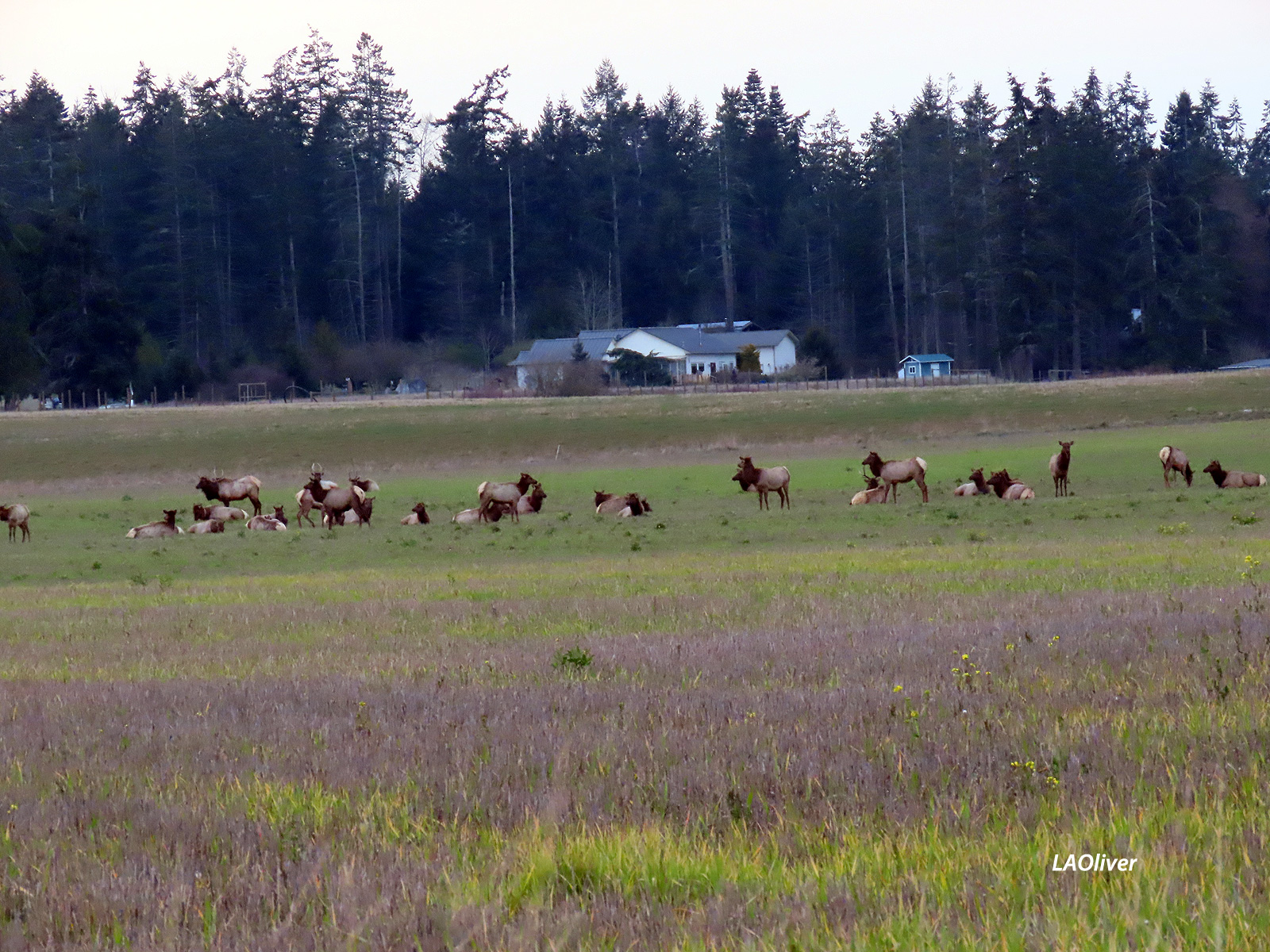 Upwards of 30 elk one afternoon along Schmuck Road Upwards of 30 elk one afternoon along Schmuck Road