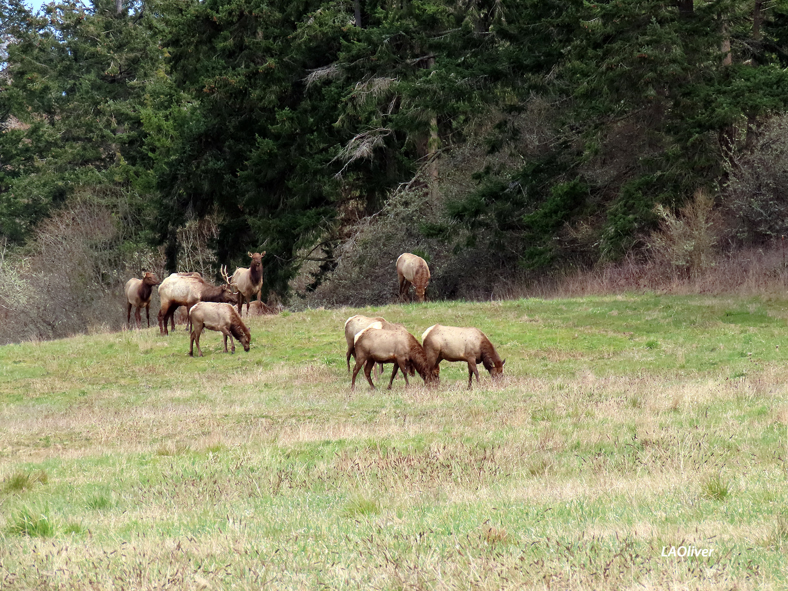 A small group of about 20 herd off of Brown Road in Sequim A small group of about 20 herd off of Brown Road in Sequim