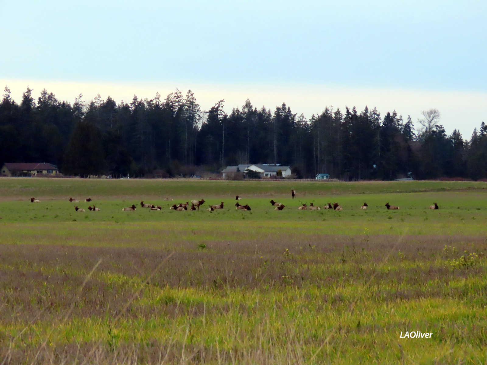 Elk herd of about 30 in a farm field off of Schmuck Road in Sequim Elk herd of about 30 in a farm field off of Schmuck Road in Sequim
