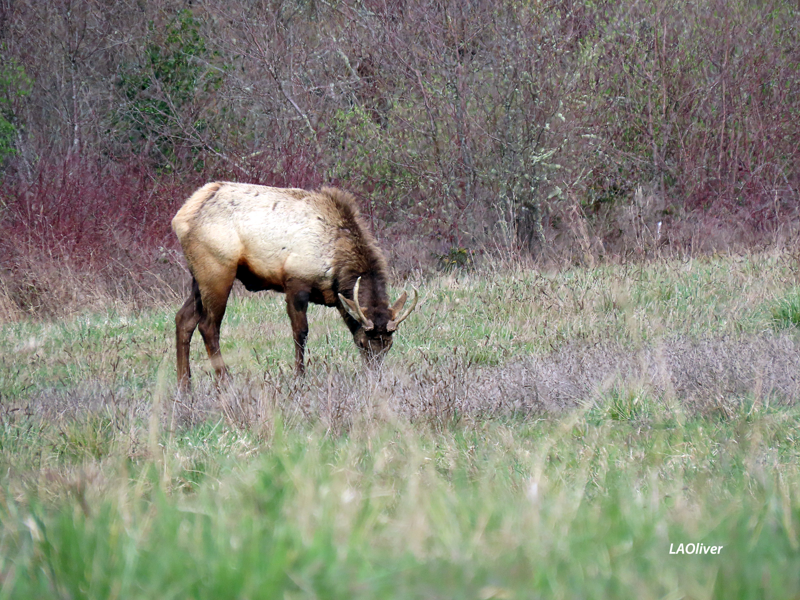 Grazing elk in a farm field along Brown Road in Sequimng Brown Road Grazing elk in a farm field along Brown Road in Sequimwn Road