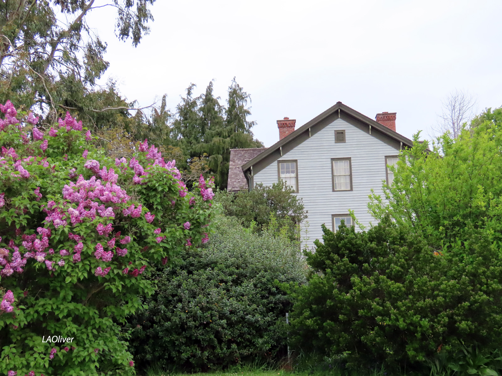 Street view of the McAlmond House Street view of the McAlmond House