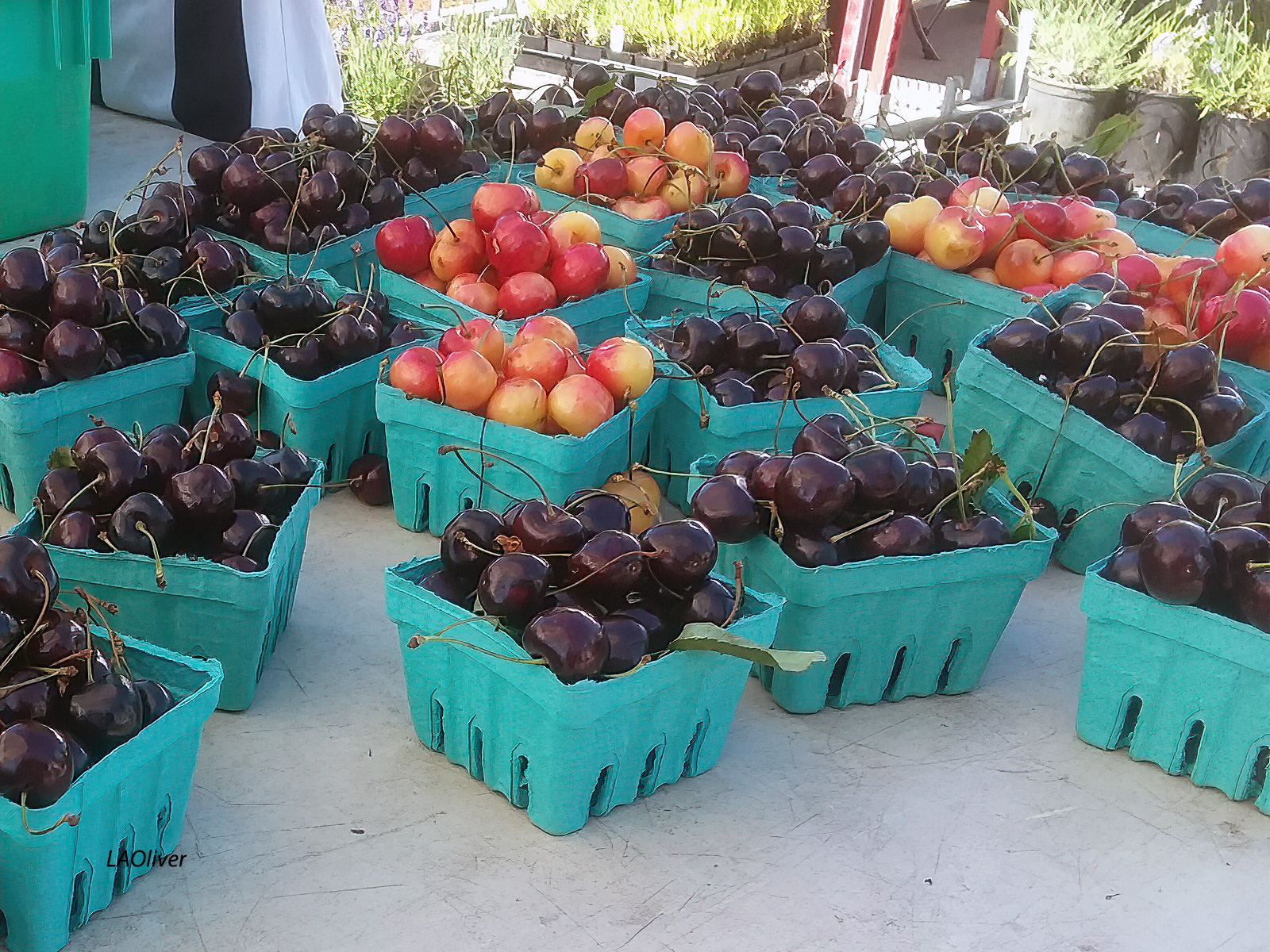 cherries Hurricane Ridge overlook, Olympic National Park