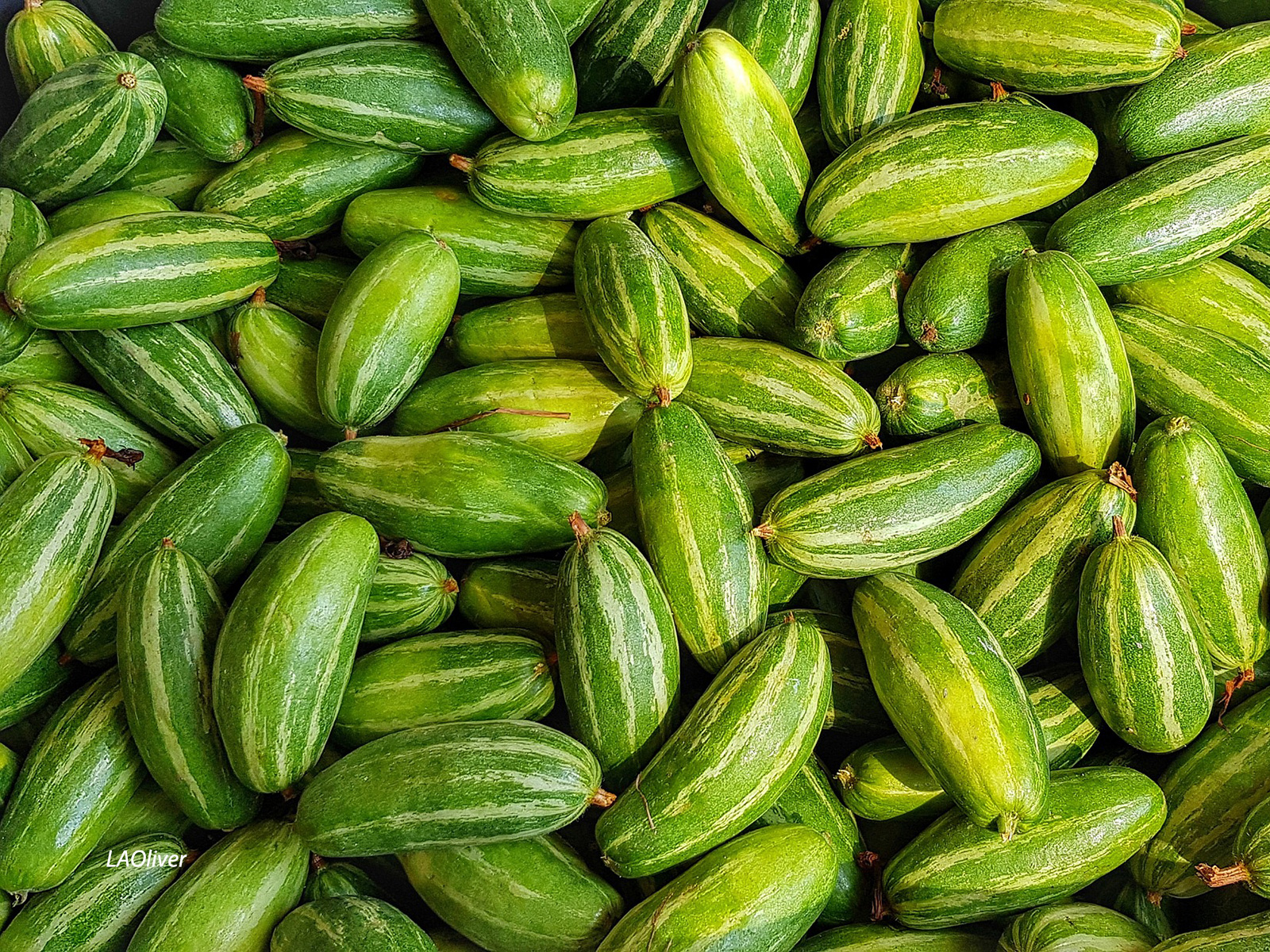 lemon cucumbers lemon cucumbers