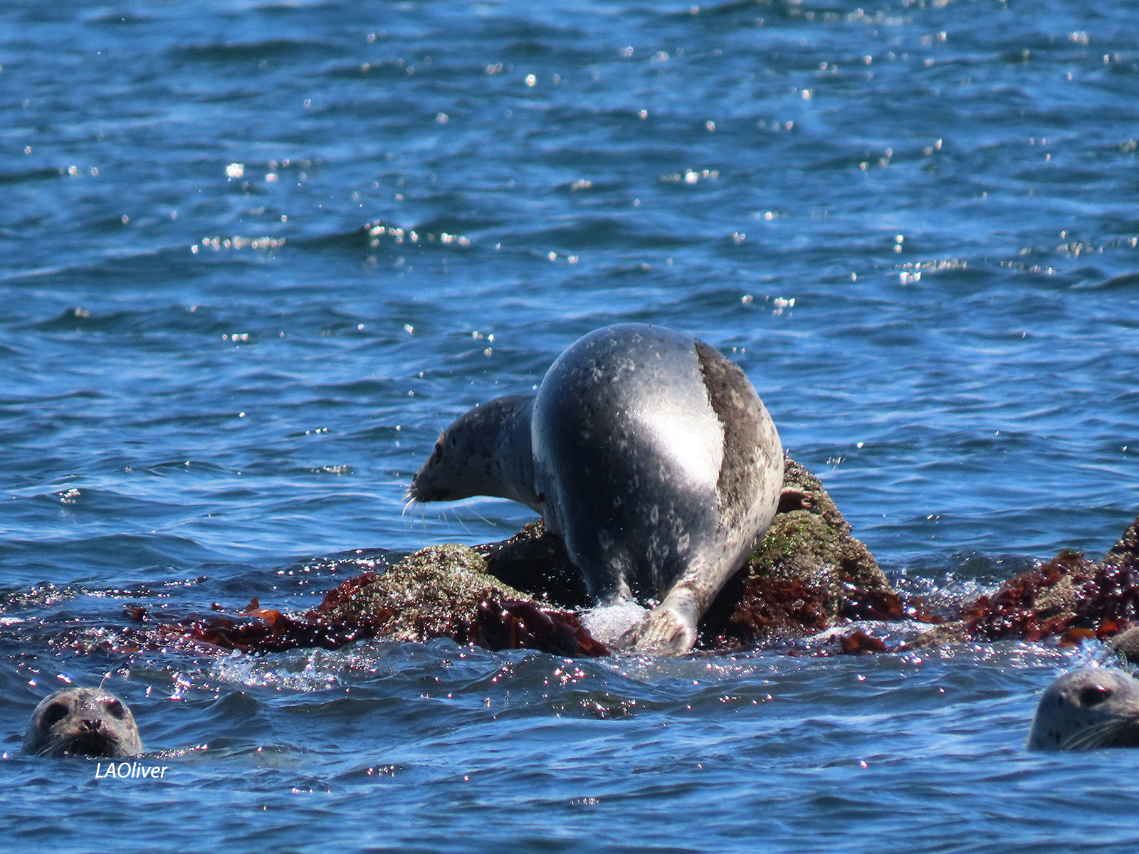 harbor seals slipping into the water at Port Ludlow harbor seals slipping into the water at Port Ludlow