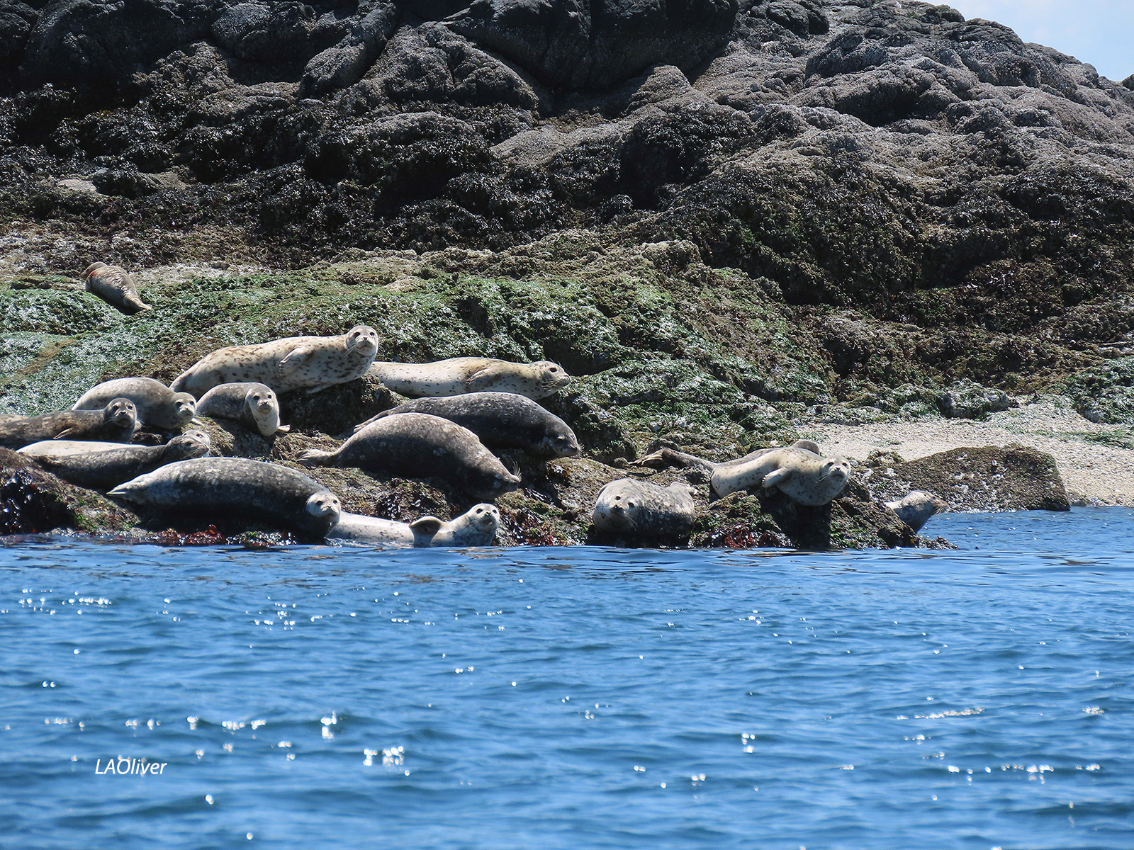 harbor seals near Port Ludlow harbor seals near Port Ludlow