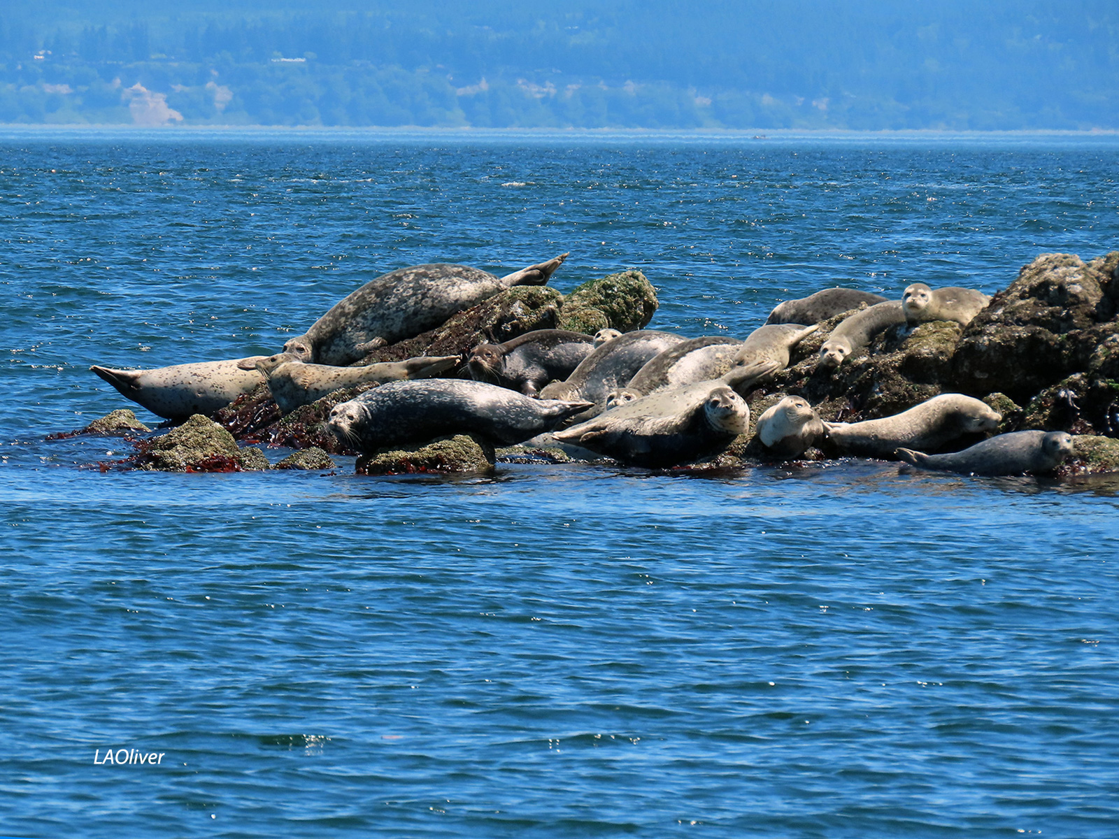 harbor seals sunning themselves near Port Ludlow harbor seals sunning themselves near Port Ludlow