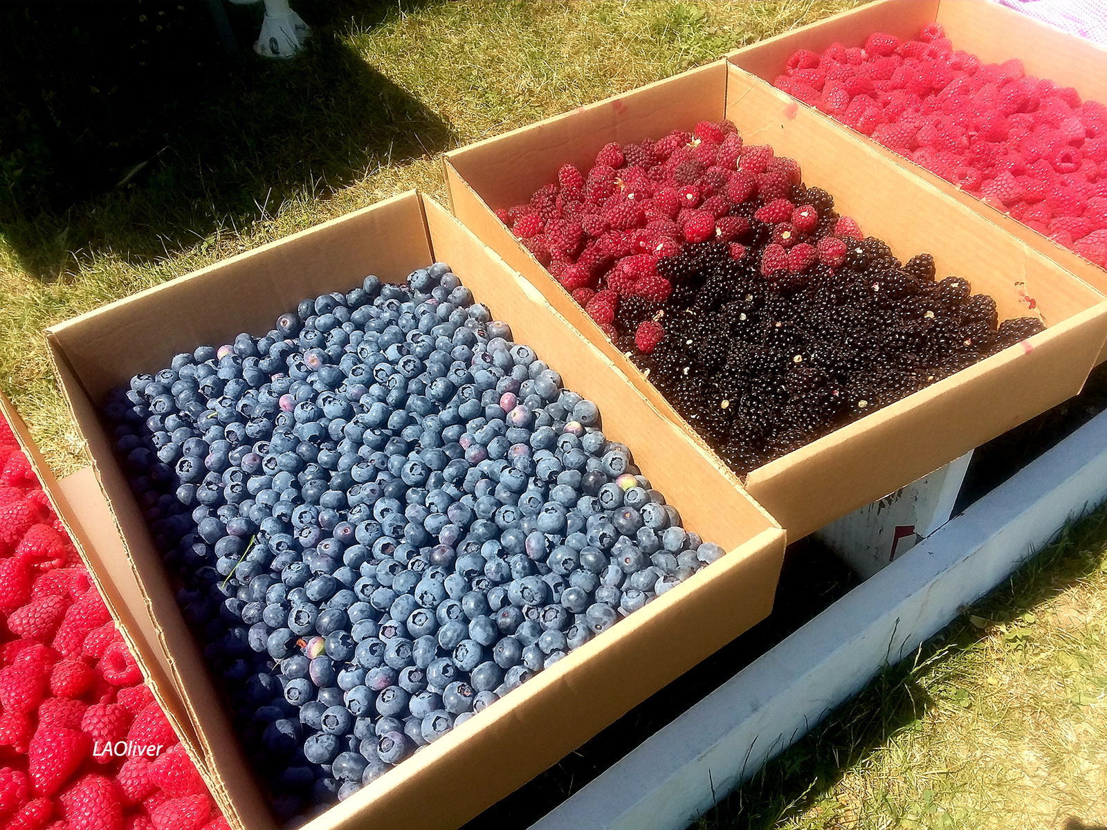 fresh berries at Graysmarsh Farm in Sequim fresh berries at Graysmarsh Farm in Sequim