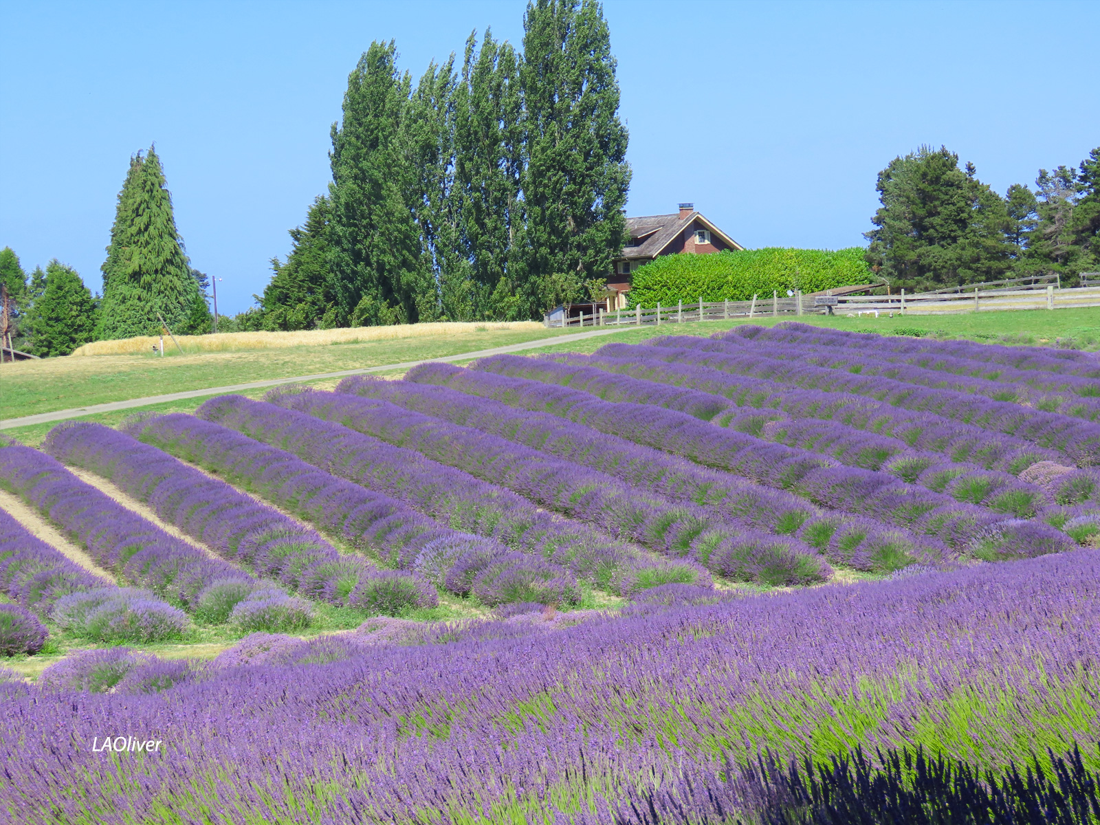 Onions at Graysmarsh Farm Graysmarsh Farm