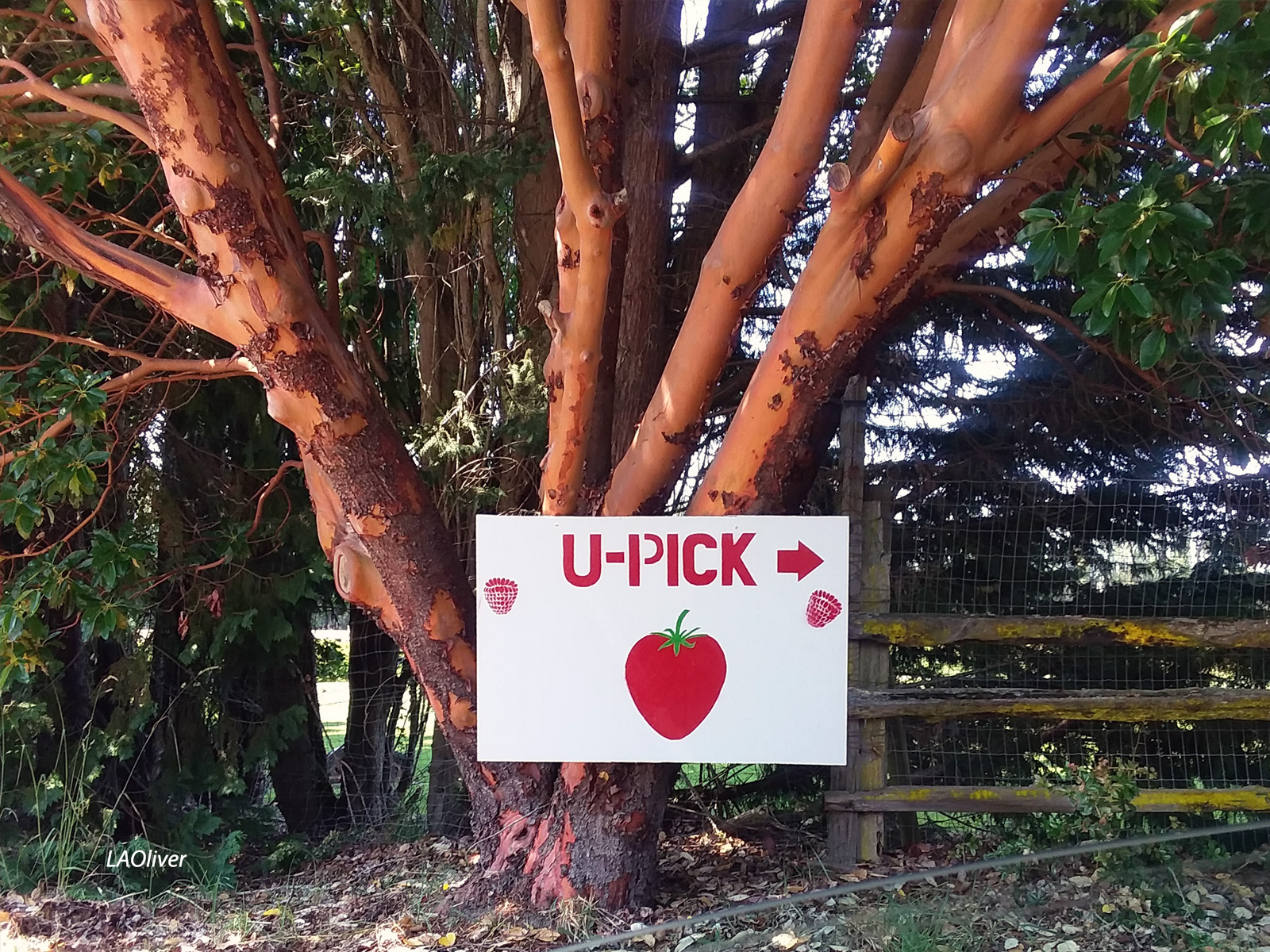 Graysmarsh Farm u-pick sign Graysmarsh Farm u-pick sign