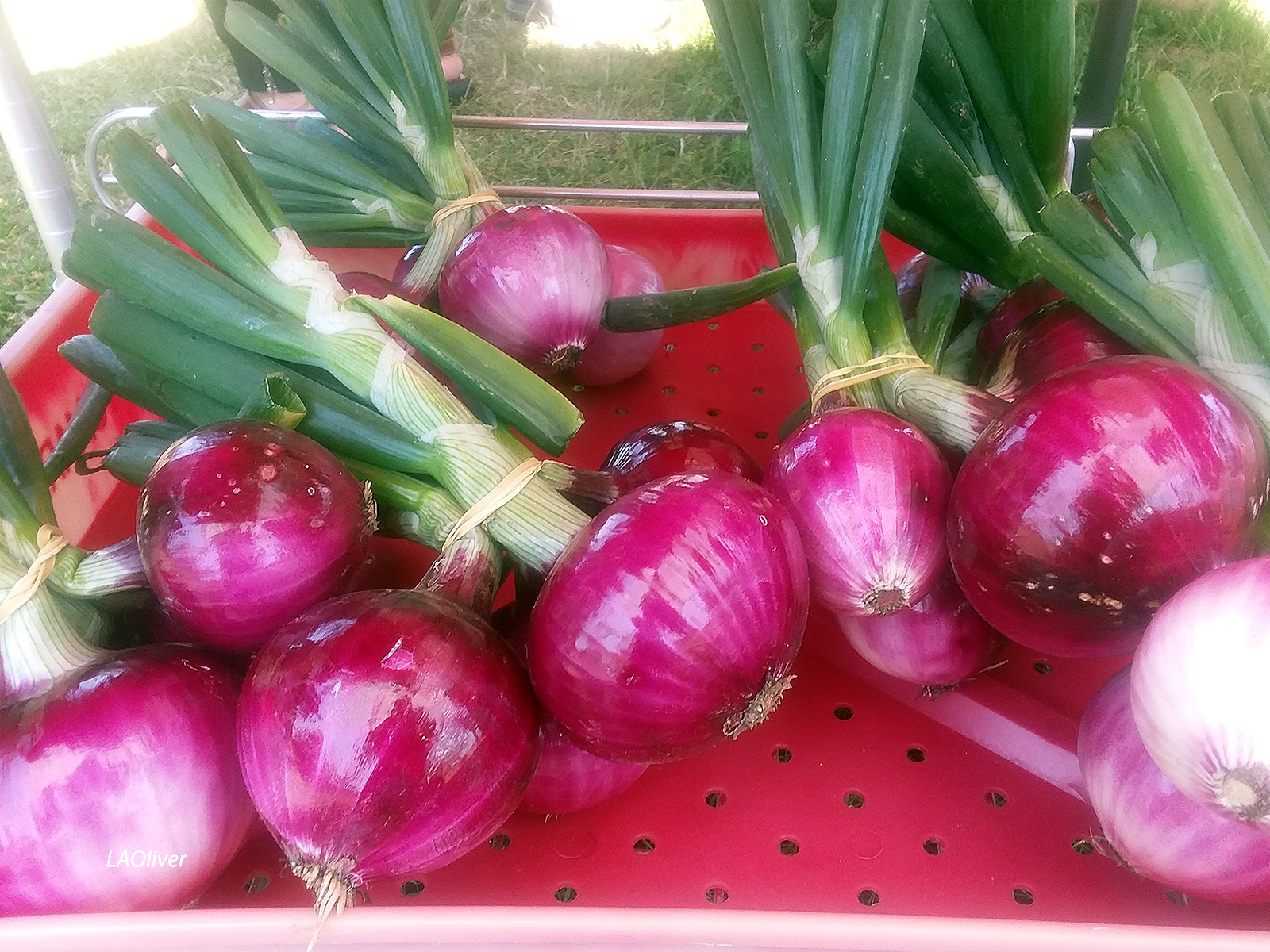 Shiny read onions at Graysmarsh Farm Shiny read onions at Graysmarsh Farm