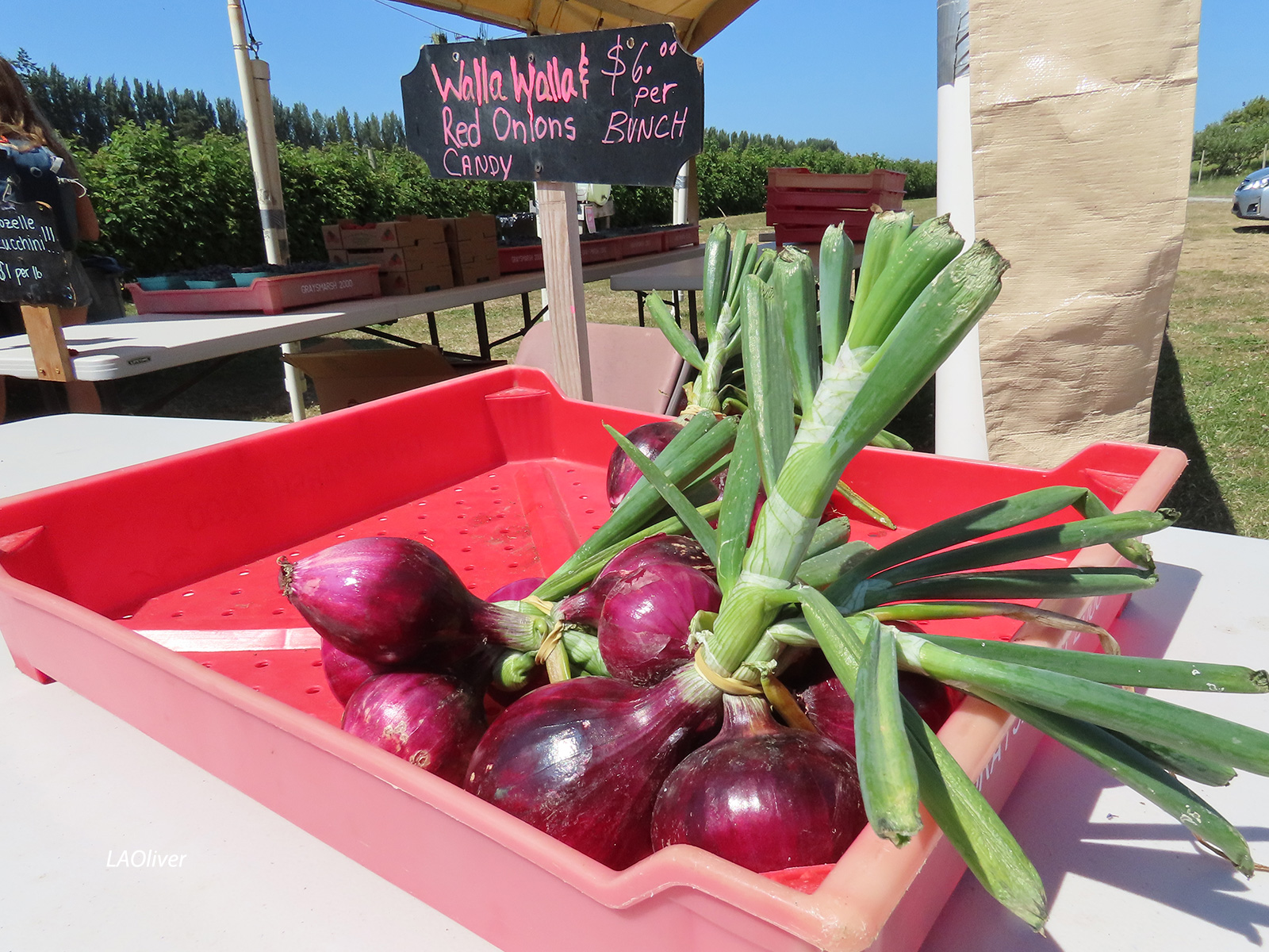Onions at Graysmarsh Farm Onions at Graysmarsh Farm