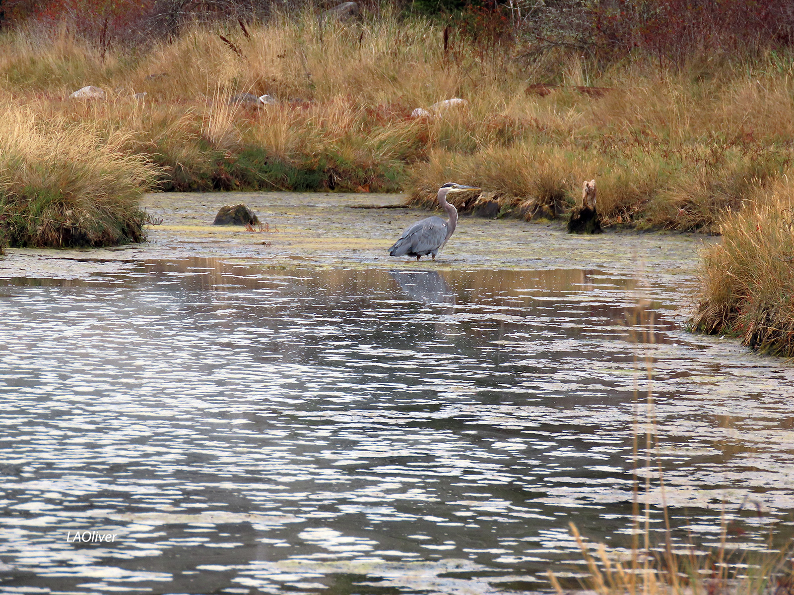 heron1 Madrona trees along the Fort Townsend bluff trail