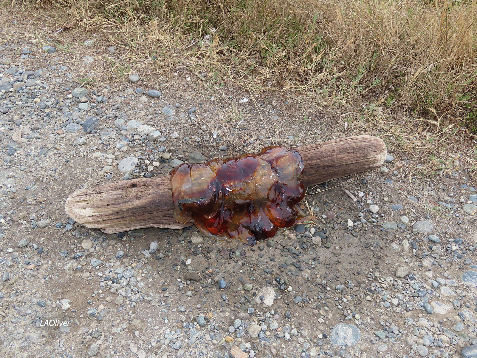 lions-mane-jellyfish
