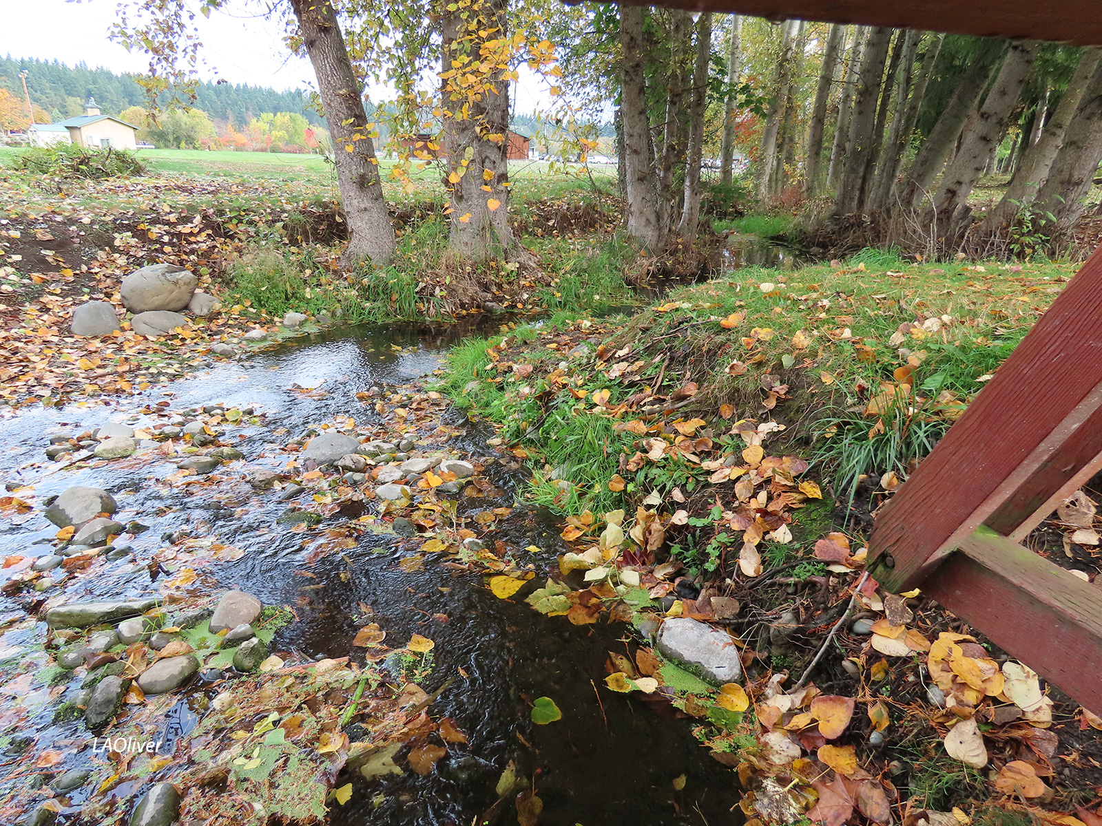 Bell creek winds its way through Carrie Blake Park Bell creek winds its way through Carrie Blake Park