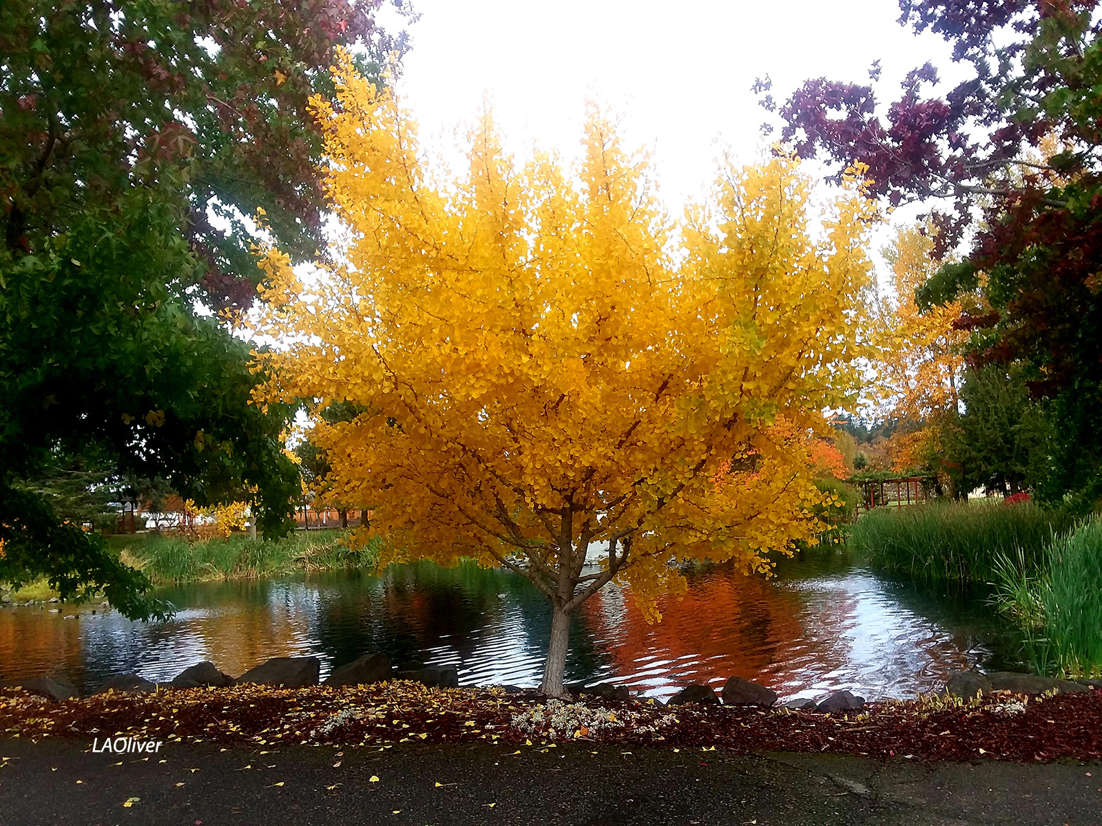 carrie blake park in color carrie blake park in color