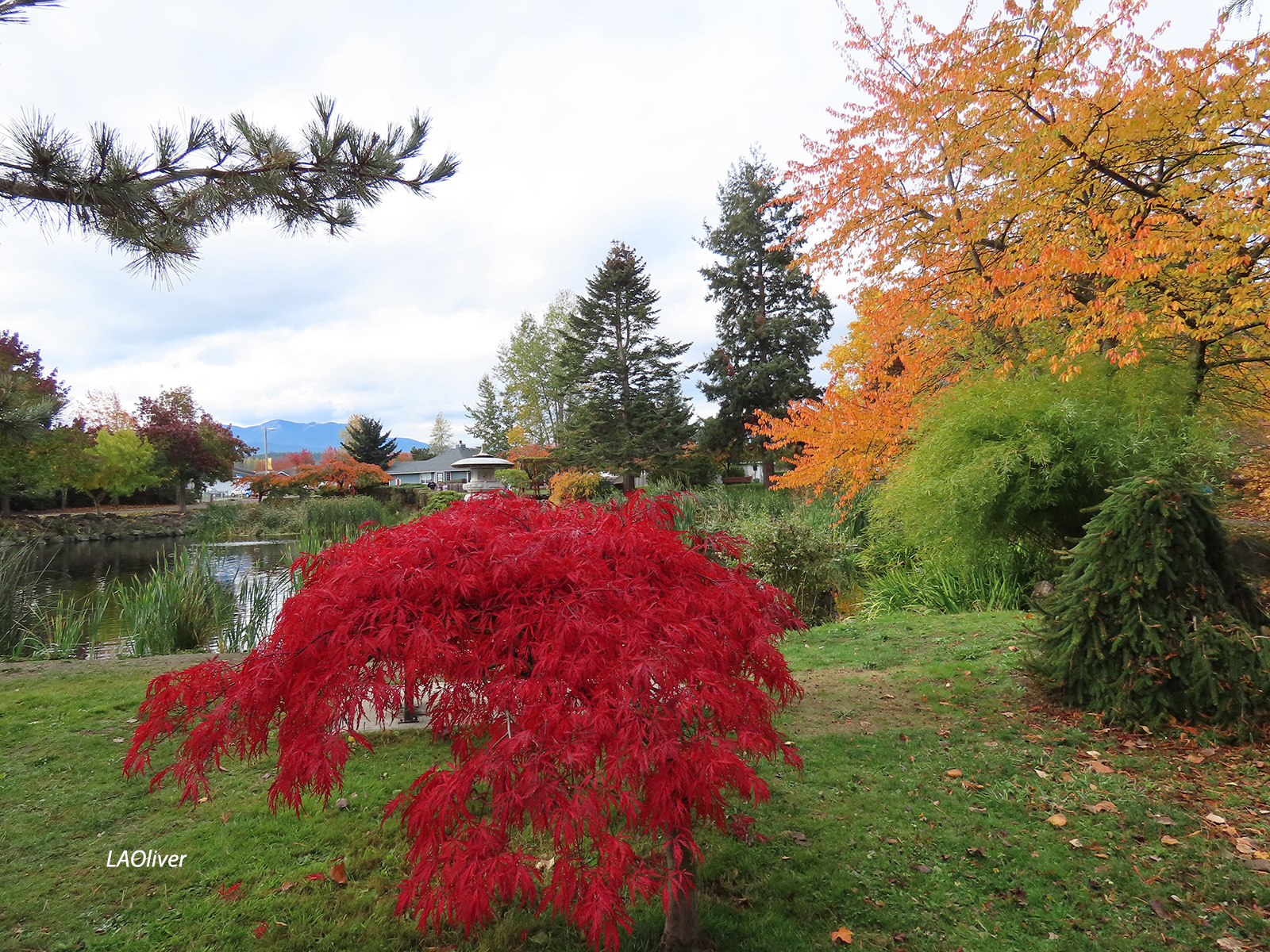 Brilliant fall colors at Carrie Blake Park, Sequim Brilliant fall colors at Carrie Blake Park, Sequim