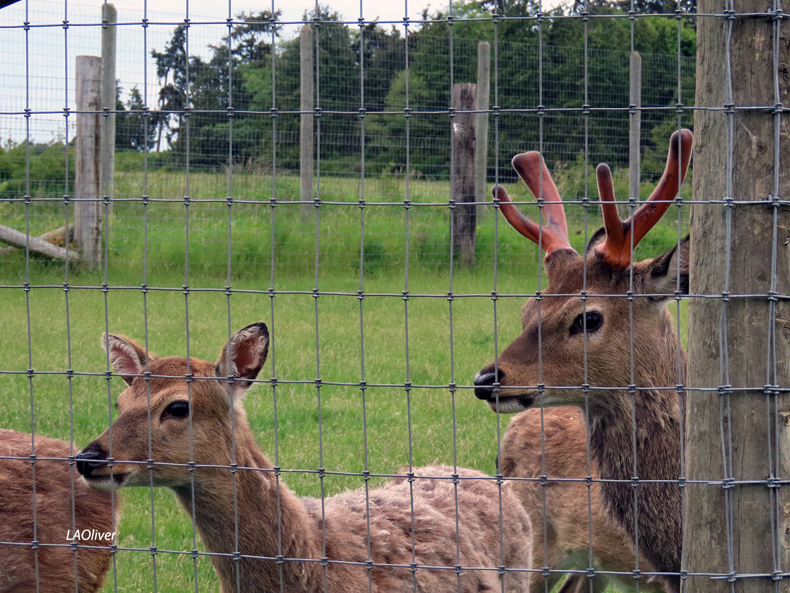 Olympic Game Farm Peninsula Passage